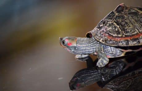 tortue d'eau