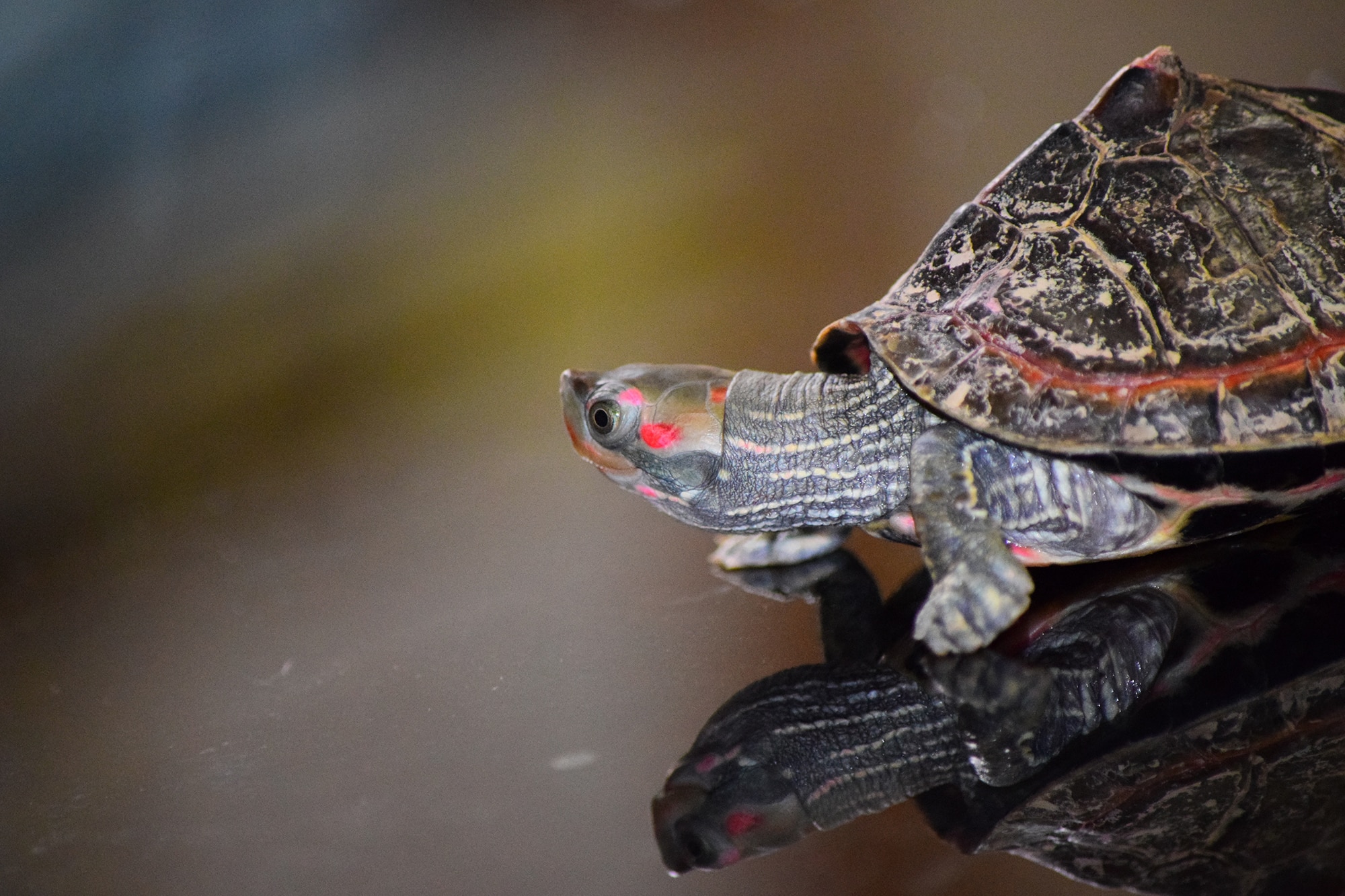 tortue d'eau