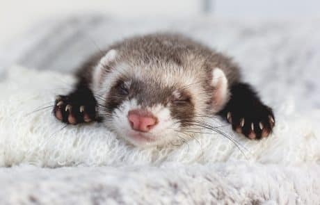 furet