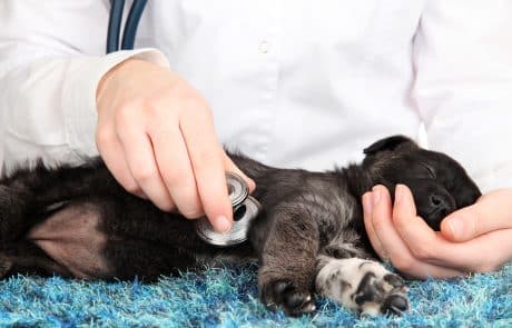 Un chiot ausculté par un vétérinaire