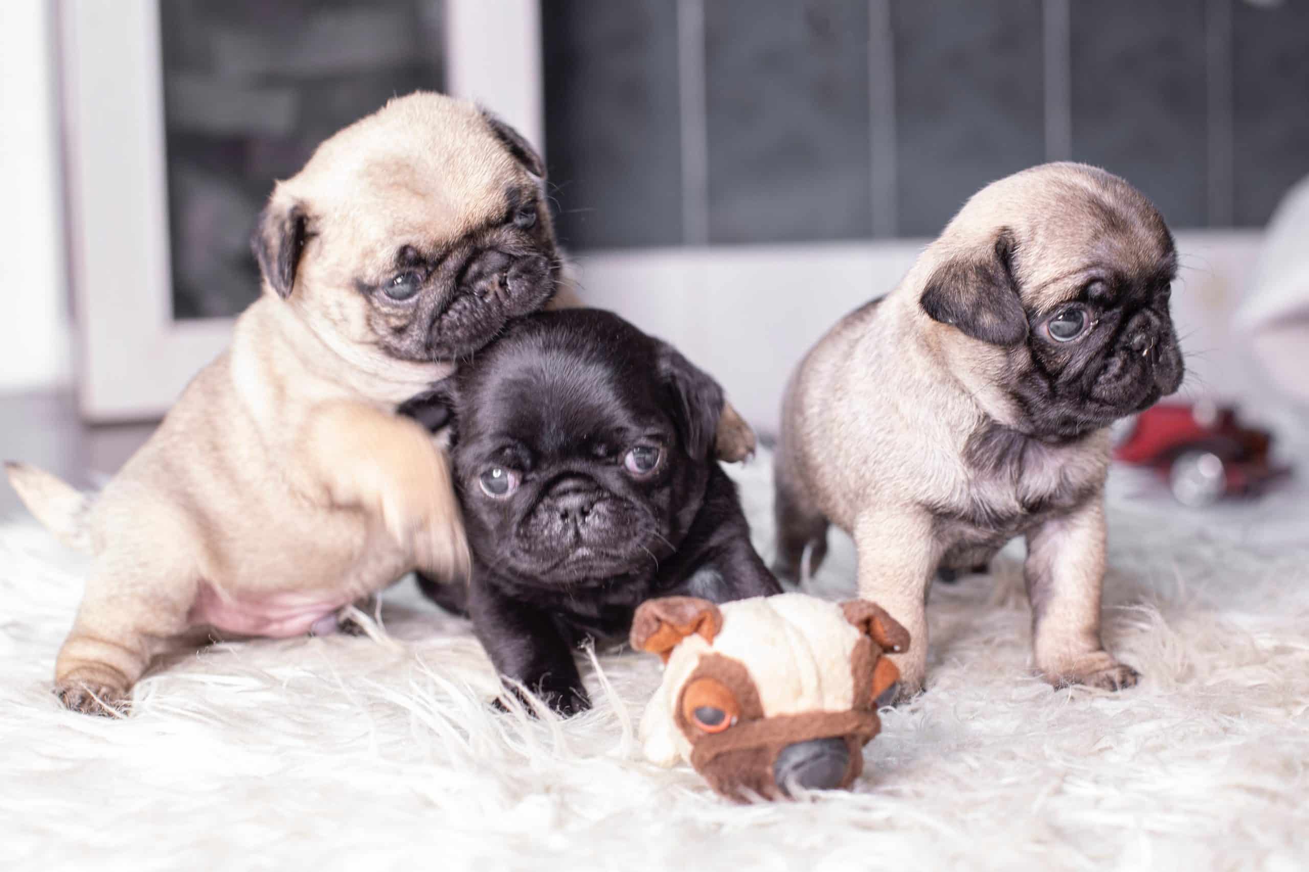 Chiots