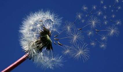 pollen