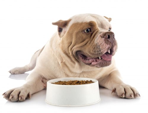 L’obésité du chien