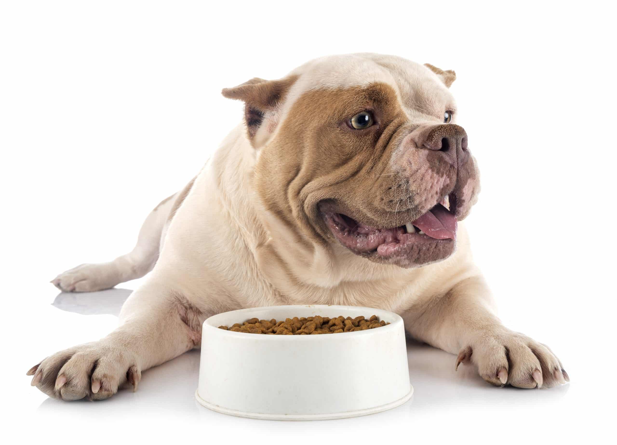bulldog