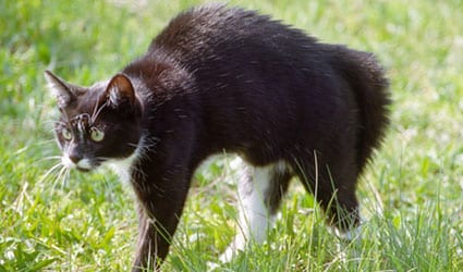 chat agressif