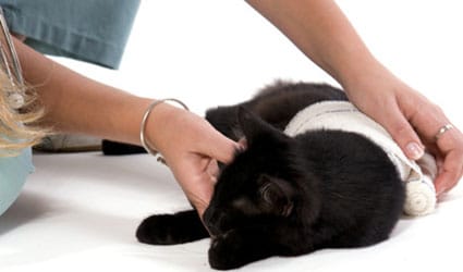 chat blessé