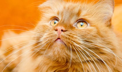 chat-roux