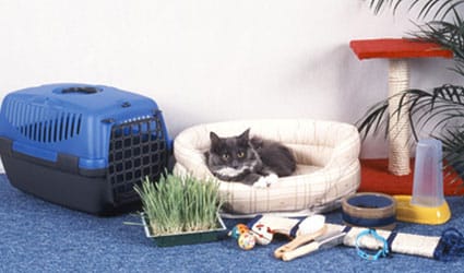 chat-urgence