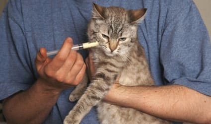 chat vers