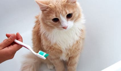 chat dent
