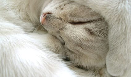 chat dors