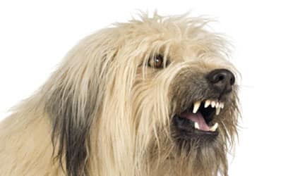 chien agressif