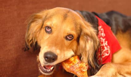 chien-poulet