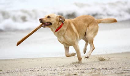 chien avec un bâton