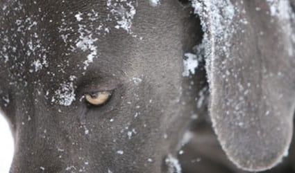chien couvert de neige