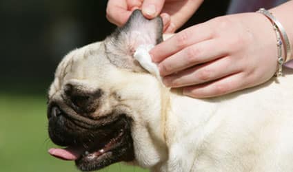 Chien oreille