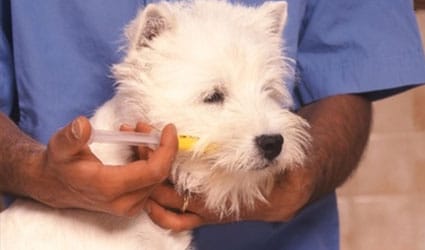 traitement d'un chien