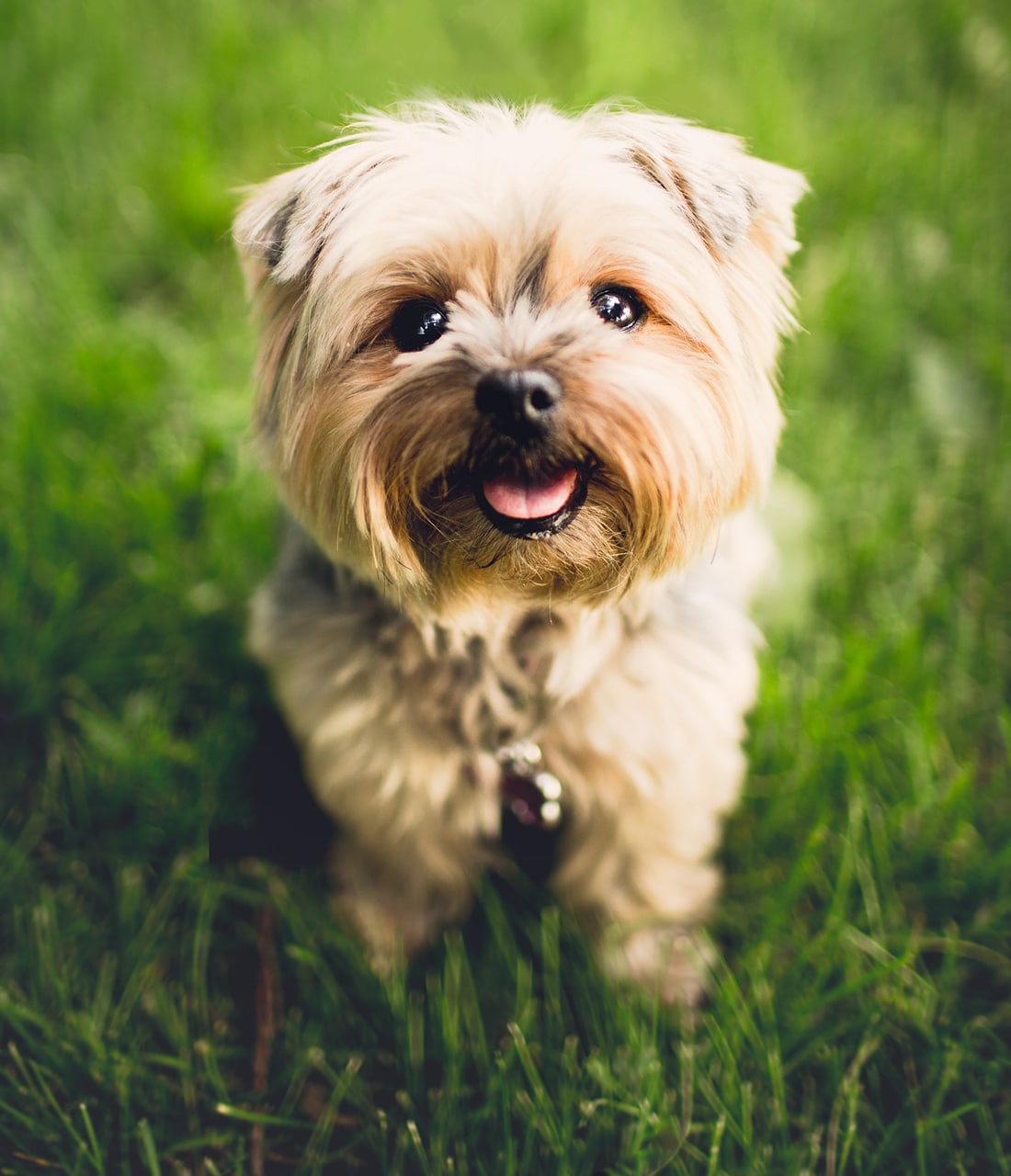 chien