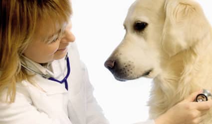 labrador