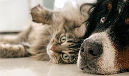 Chien et chat
