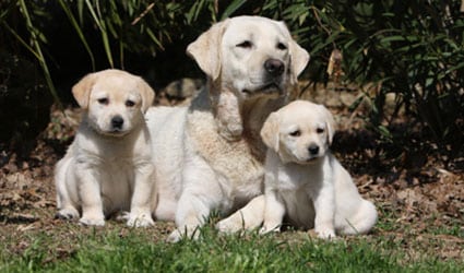 chienne et chiots