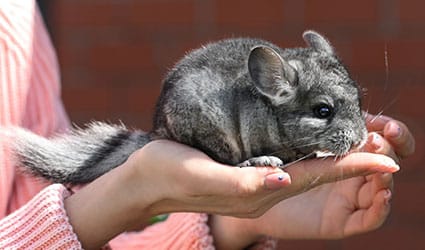 Chinchilla