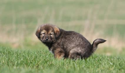 chiot qui défèque