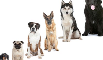 plusieurs races de chiens