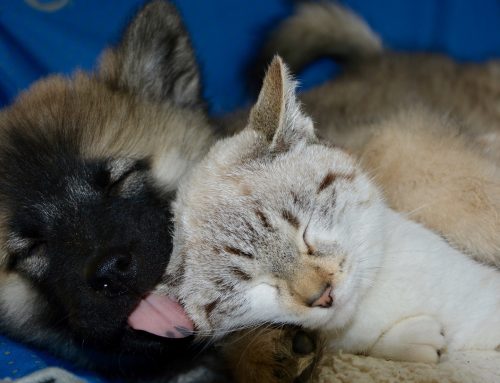 Chiots Chatons