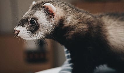 furet