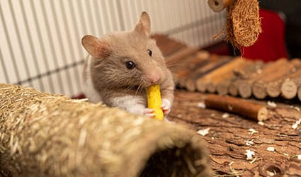 hamster