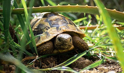 tortue de terre