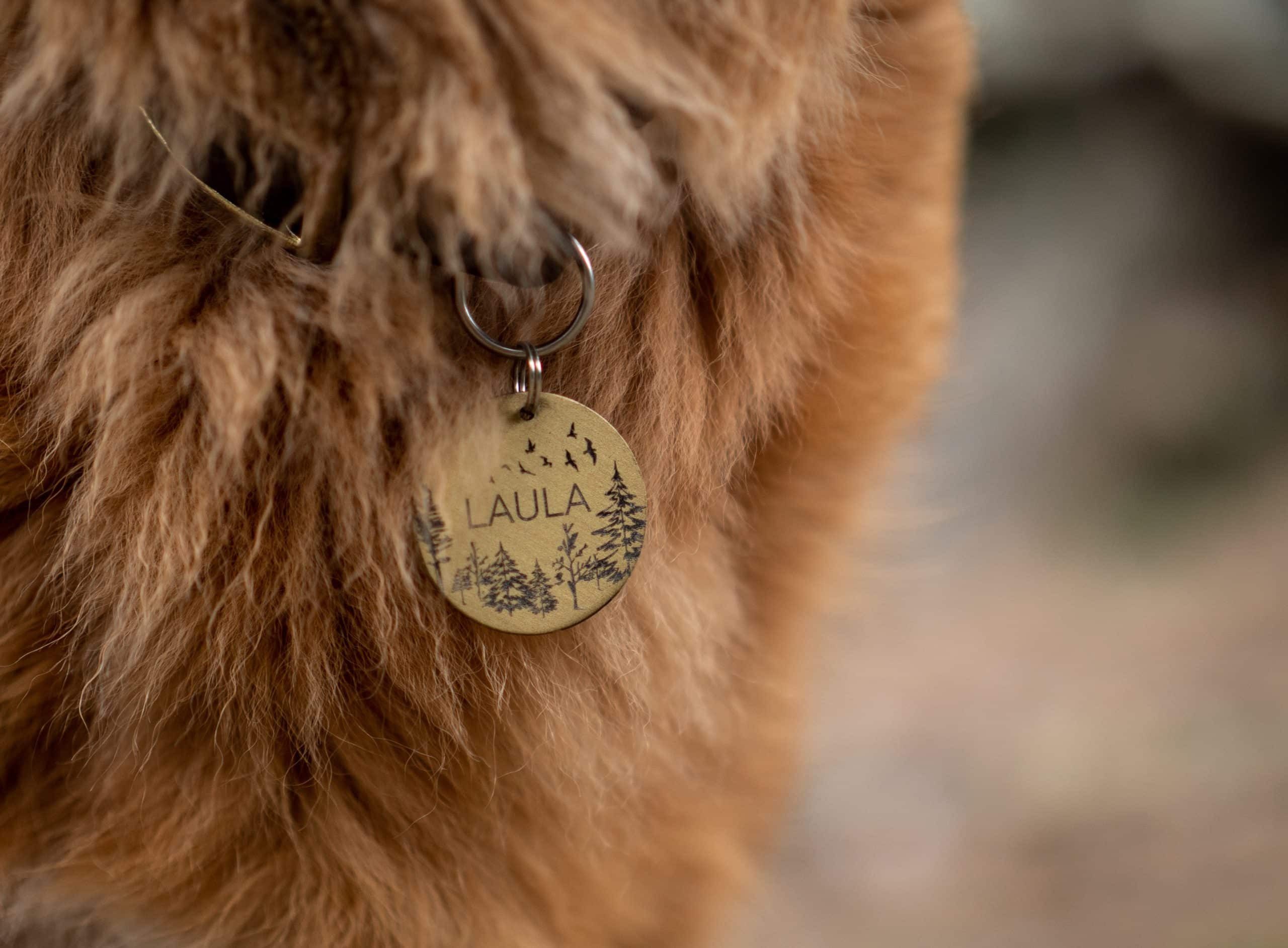 La médaille d'un chien