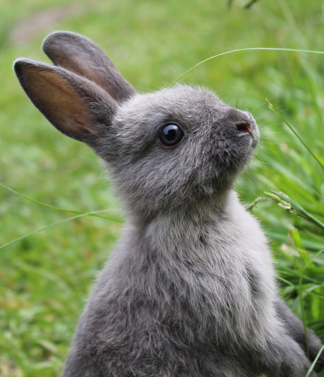 lapin