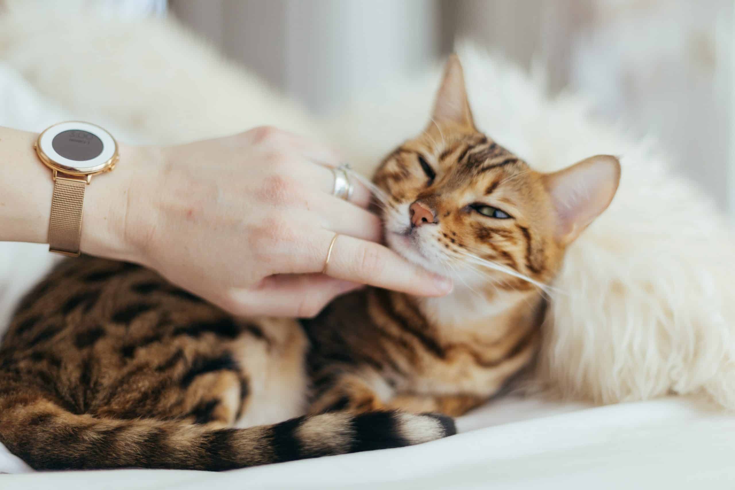 chat