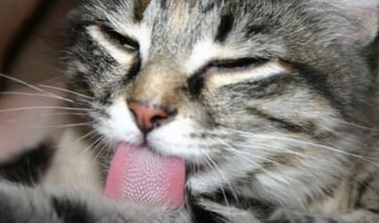Chat langue