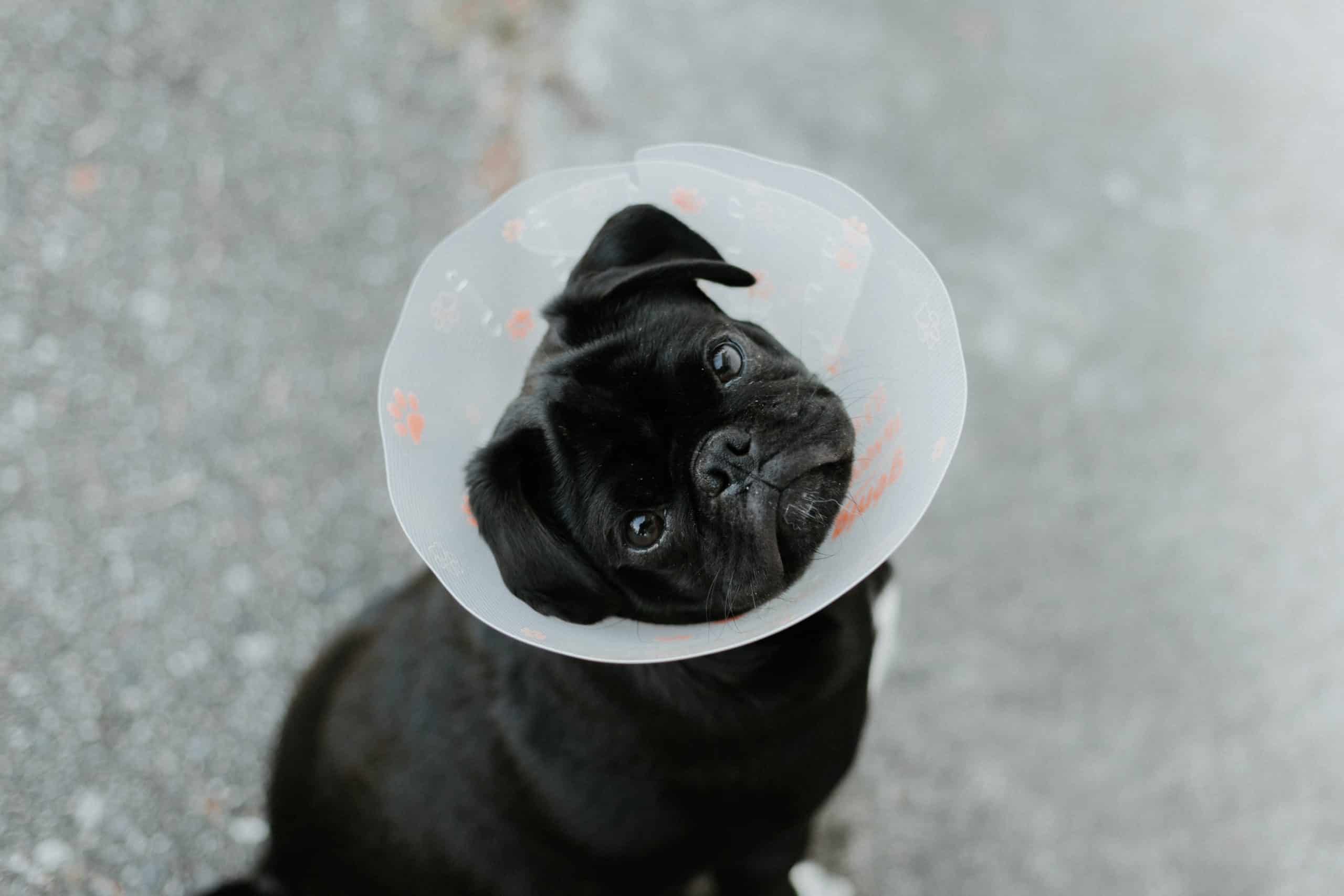 chien