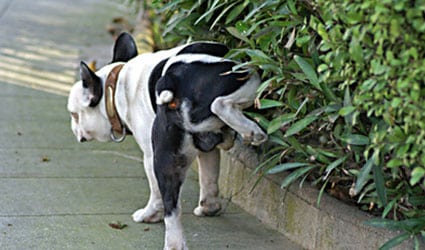 Chien qui urine