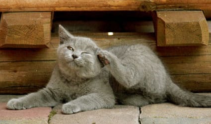 chat-gratte