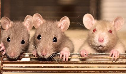 rats