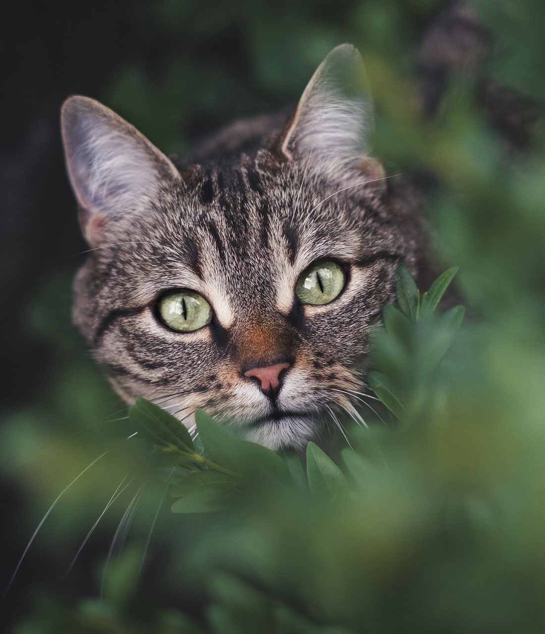 chat