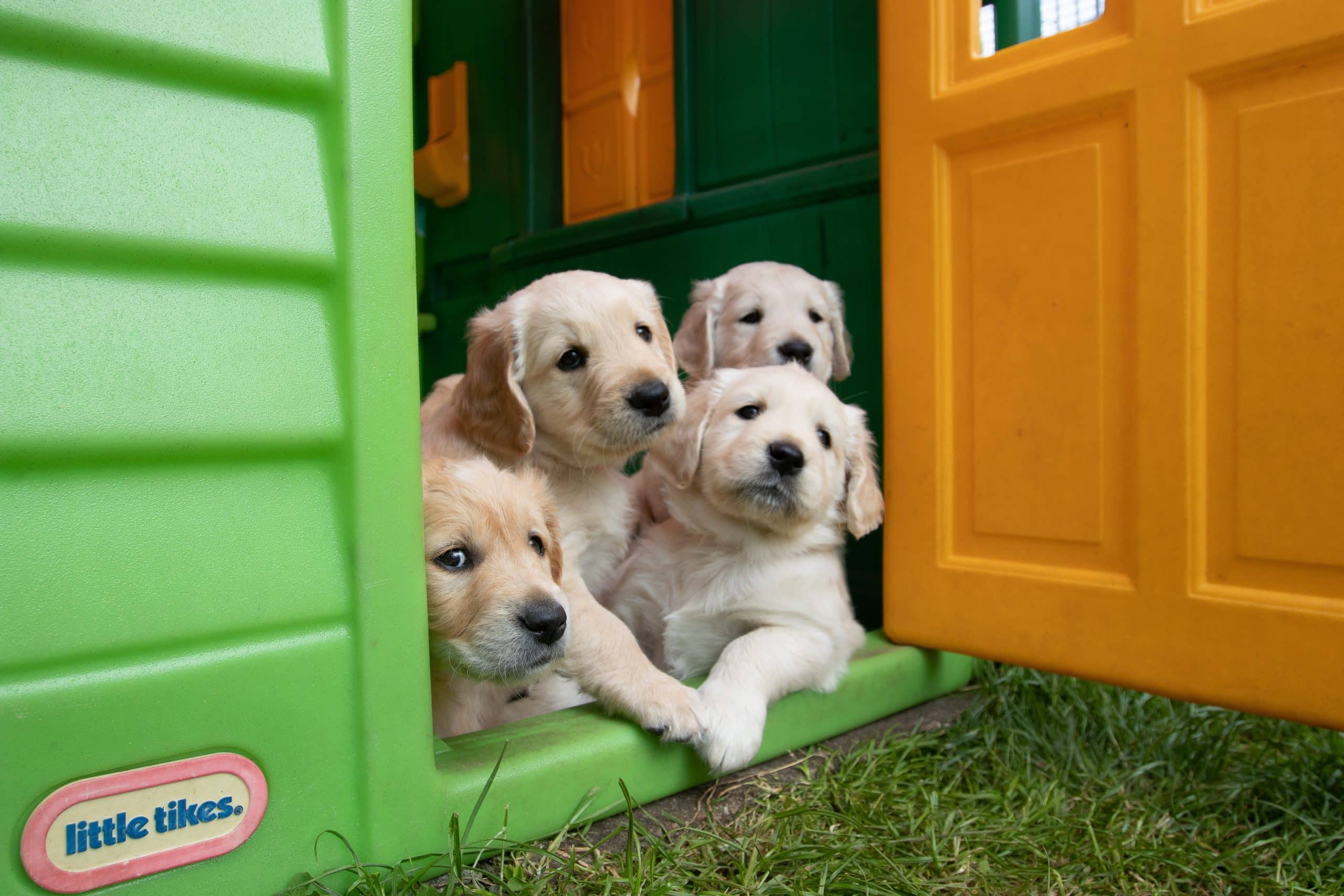 Quatre chiots
