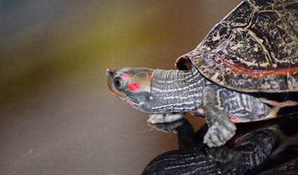 tortue d'eau