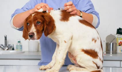 chien-piqure