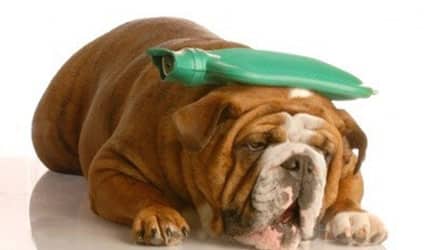 Chien malade