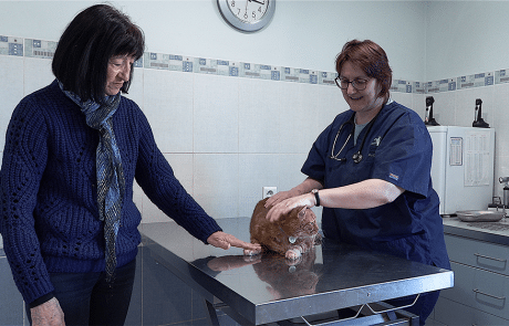 Consultation clinique vétérinaire du cèdre
