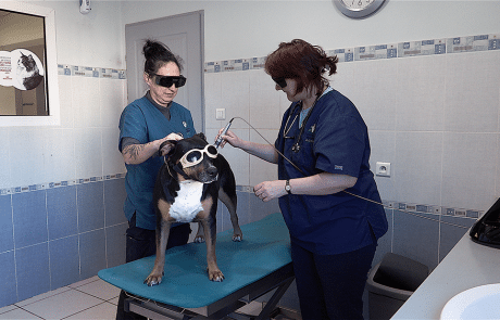 Laser clinique vétérinaire du cèdre