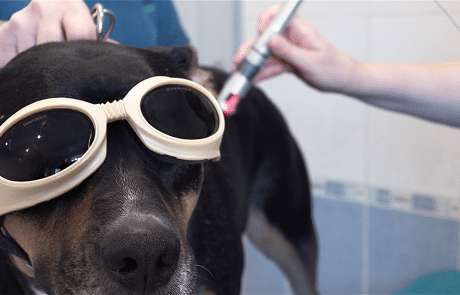 Laser clinique vétérinaire du cèdre