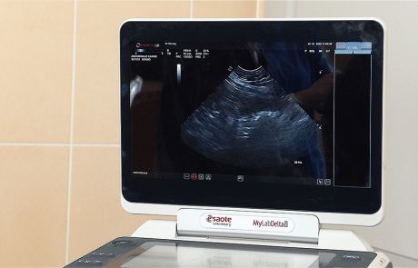 échographie clinique vétérinaire du cèdre