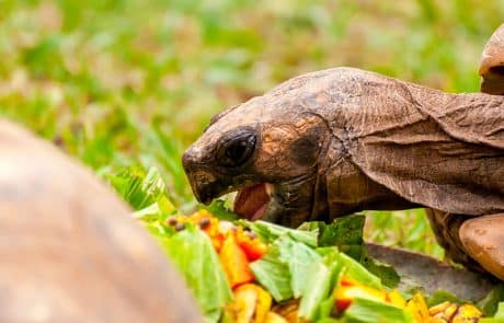 alimentation de la tortue